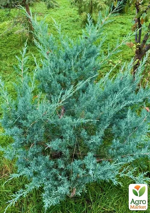 Можжевельник виргинский "Grey Owl" С3, высота 30-40см - фото 4