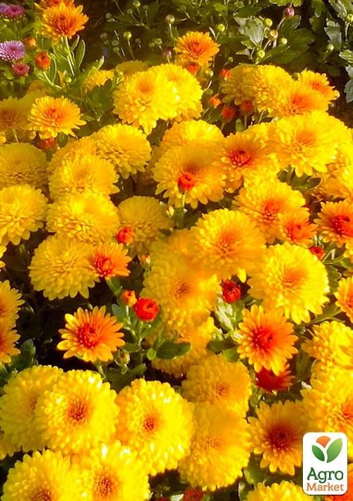 Хризантема мультифлора "Элисса" (укорененный черенок высота 5-10 см)