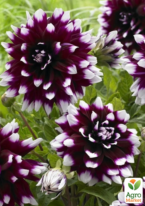 Георгина "Mystery Day" (гигантский цветок) - фото 3