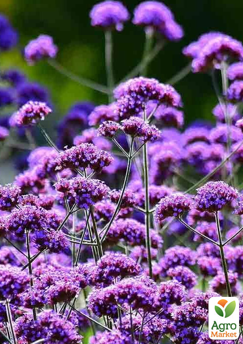 Вербена Бонарська (сухоцвіт, цвіте до заморозків) вазон Р9 - фото 3