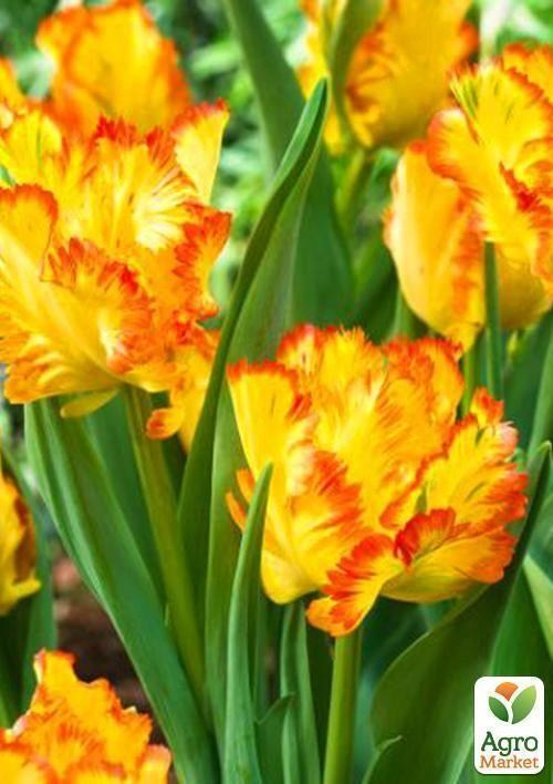 Тюльпан "Caribbean Parrot" 1шт в упаковці