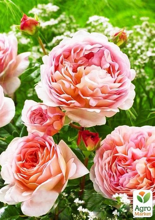 Роза английская "Abraham Darby"