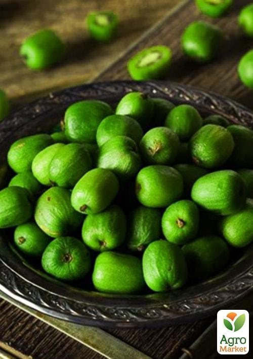 Актинідія "Київська великоплідна" (міні-ківі, морозостійкий сорт, пізній термін дозрівання) - фото 8