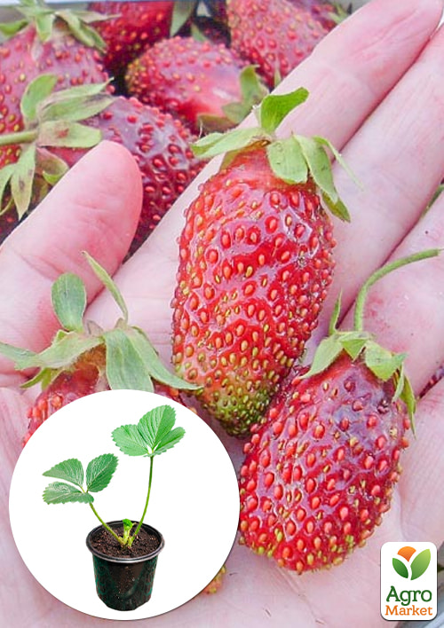 Земклубника "Купчиха" (укорененная в горшке р9)
