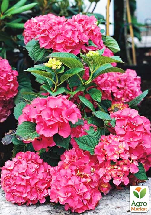 Гортензія крупнолиста рожево-червона "Люцифер" (Leuchtfeuer)