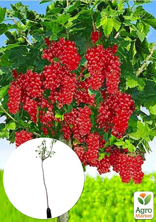 Смородина на штамбі "Ровада" (середньо-пізній термін дозрівання, один з кращих сортів)