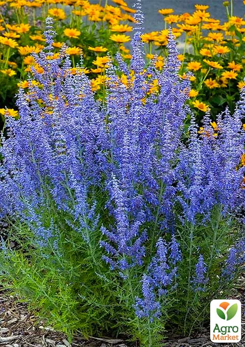 Перовскія "Lacey Blue"