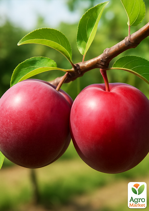 Гибрид сливы-абрикоса "Кинг-Конг" (средний срок созревания)