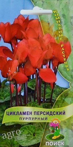 Цикламен персидский "Пурпурный" ТМ "Поиск" 2шт