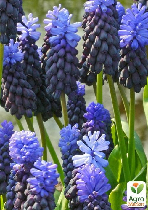 Мускари "Latifolium" (размер 5/+ , средний)