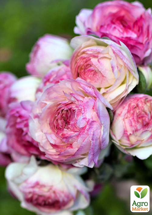 Лютики (Ранункулюс) "Picotee Roze" 