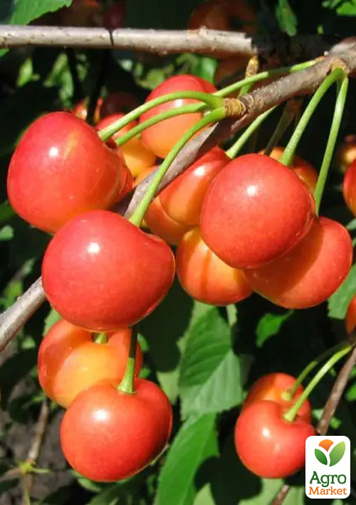 Черешня розовая "Аэлита" (летний сорт, среднепоздний срок созревания) - фото 4