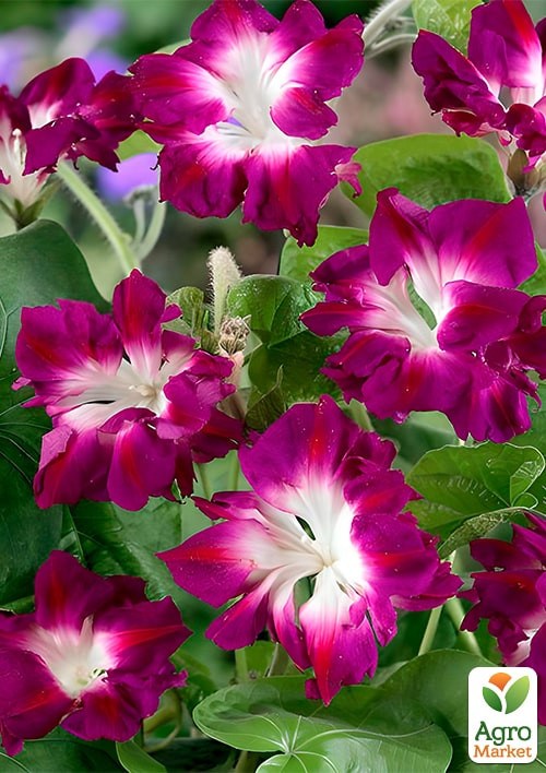 Ипомея "Леди Гамильтон" ТМ "Vesna Exclusive" 0,5г - фото 2