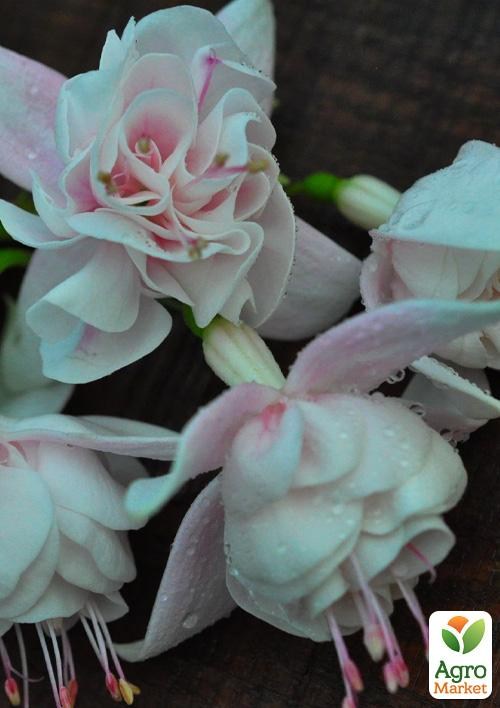 Фуксия ампельная "Harry Gray" (контейнер № 10, высота 5-10 см)