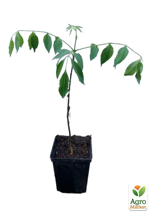 Эводия 2-х летняя "Генри" медоносная  - фото 5