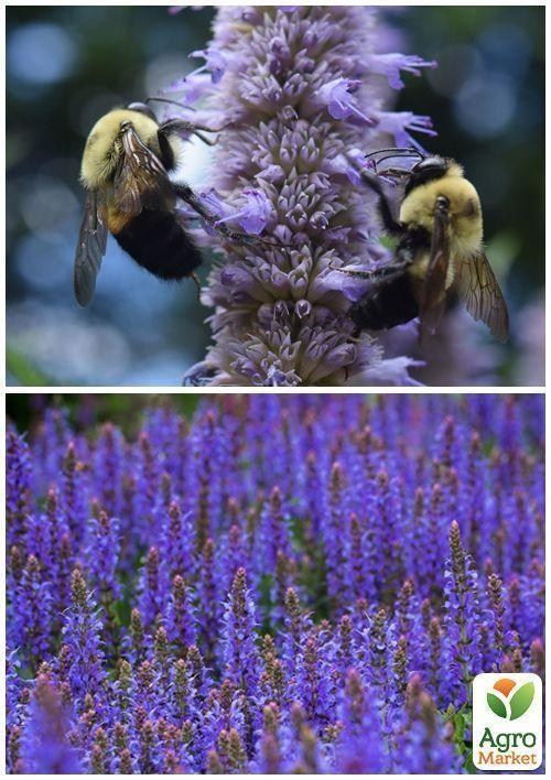 На вагу Гісоп "Аристократ" ТМ "Весна" ціна за 3г - фото 2