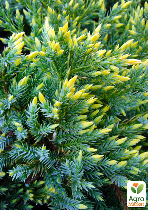 Можжевельник чешуйчатый "Gold Tip" контейнер P9 - фото 7