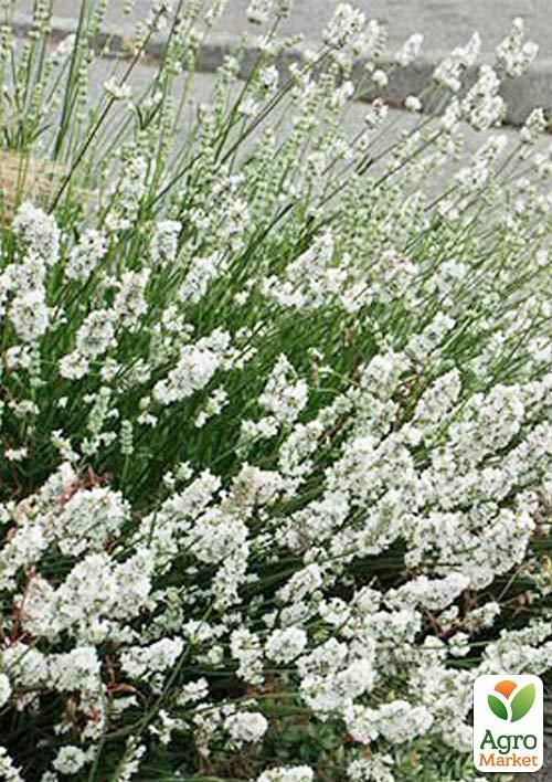 Лаванда узколистная белоснежная "Alba" (контейнер Р9) - фото 5