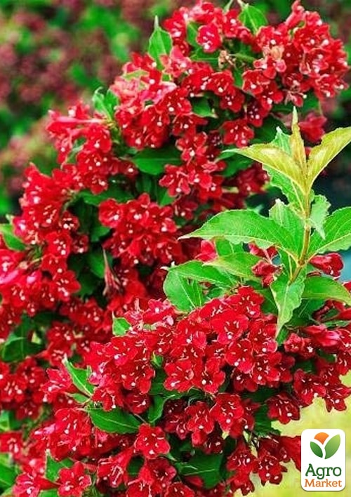 Вейгела 2-х летняя "Red Prince" С2, высота 20-40см
