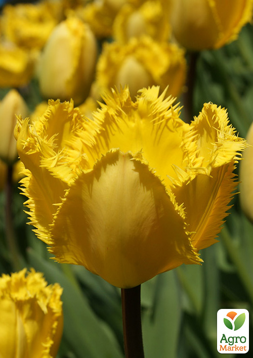 Тюльпан "Crystal Star"