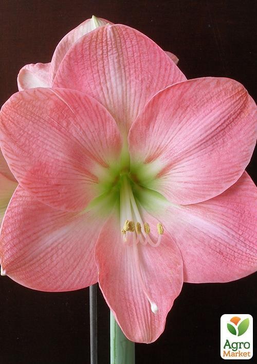 Амариллис "Susan" (размер 26/28 , очень крупный) 1шт в упаковке