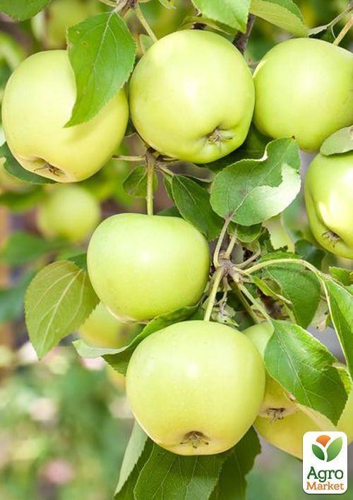 Яблуня напівкарликова "Голден резистент"