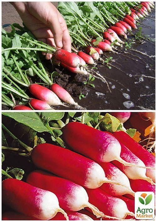 На развес Редис "Базис" ТМ "Весна" цена за 10г - фото 4