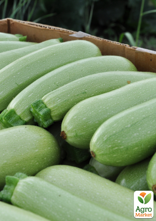 Кабачок "Белый Триест" (Зипер) ТМ "Весна" 5г