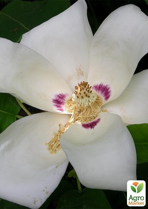 Магнолия "Ashei" (возраст саженца 2,5 года)