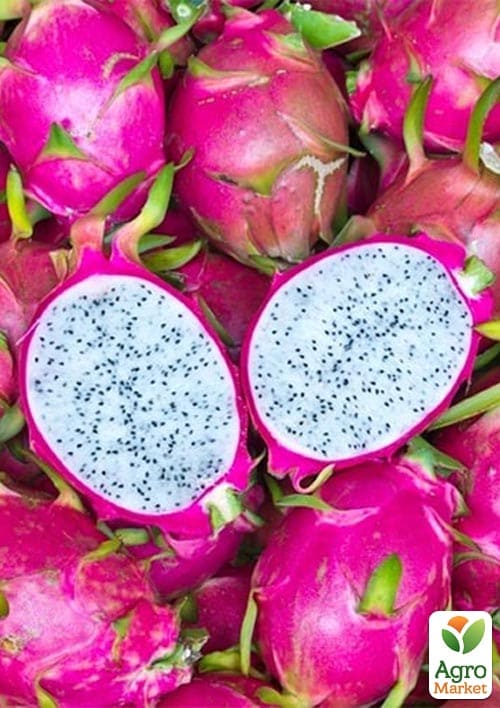 Пітахайя 2х-річна