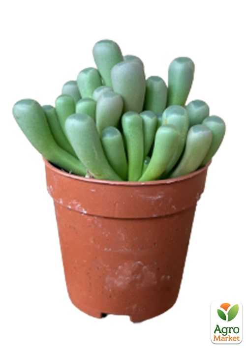 Літопси "Живі Камені" (Frithia Pulchra) - фото 5