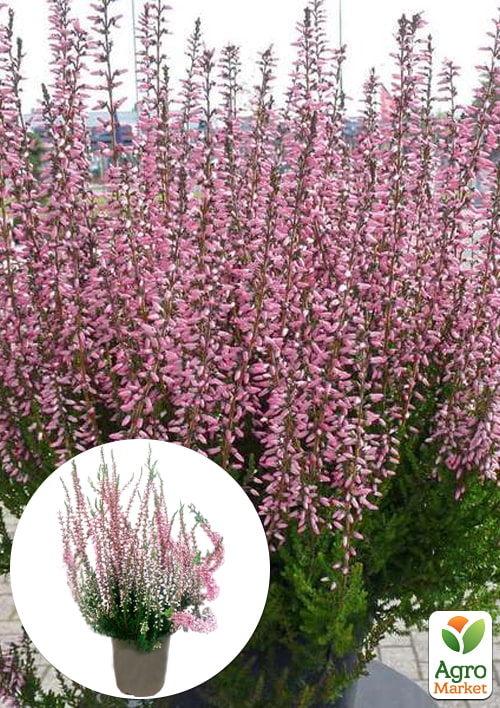 Вереск обыкновенный "Melina"