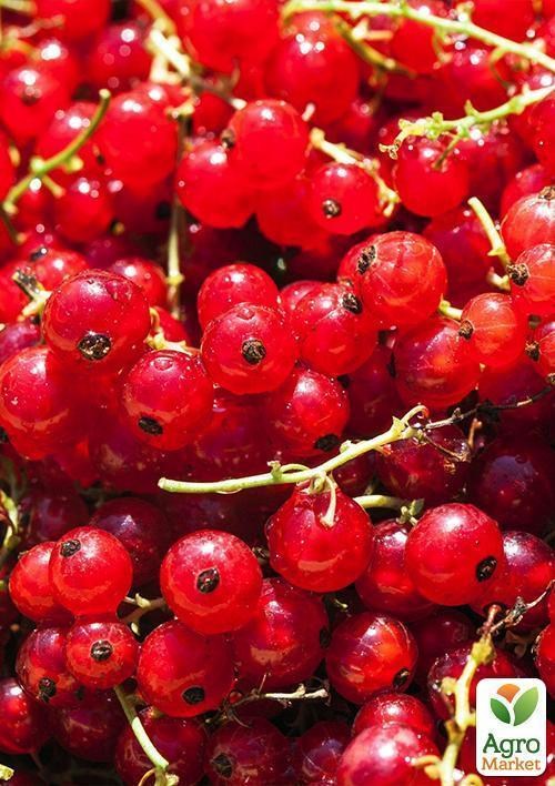 Эксклюзив! Смородина интенсивно-красная "Дикая страсть" (Wild Passion) (премиальный ранне-средний сорт) - фото 5