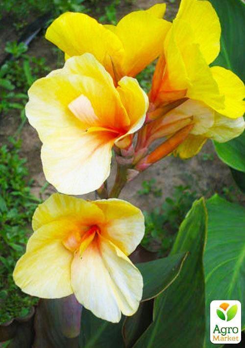 Канна "Louis Cottin" 1шт в упаковке - фото 4