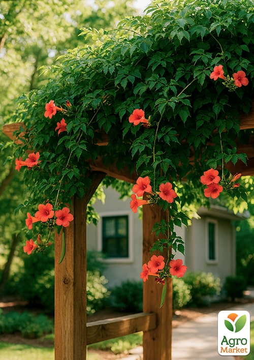 Кампсис гибридный "Madame Galen" - фото 2