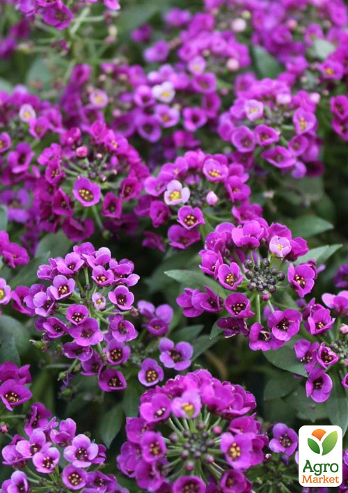 Аліссум (Лобулярія) "Deep Purple" - фото 2