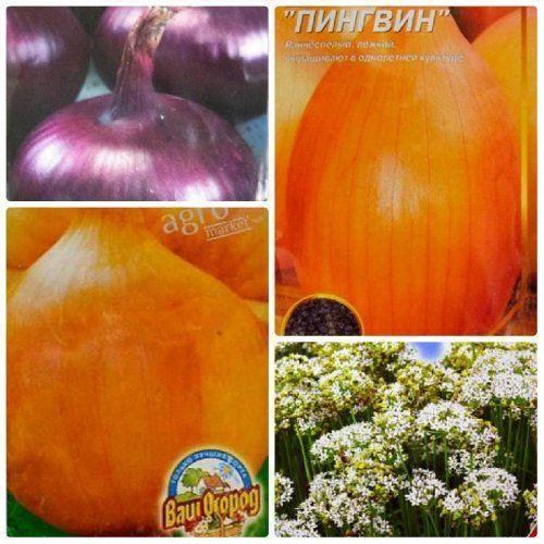 Комплект насіння цибулі "Вітамінний" 5уп