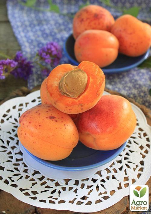 Абрикос "Джумбо Тардив" (летний сорт, средний срок созревания) - фото 4