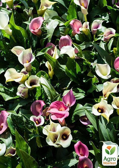 Калла смесь "Счастливый набор" ТМ "Vesna Exclusive" 5шт - фото 8