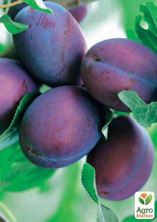 Слива "Ненька" (летний сорт, ранний срок созревания) - фото 4