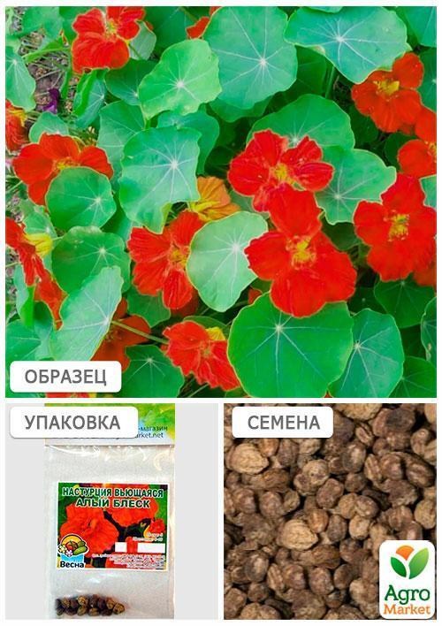 Настурція кучерява "Червоний блиск" (Зипер) ТМ "Весна" 2г - фото 4