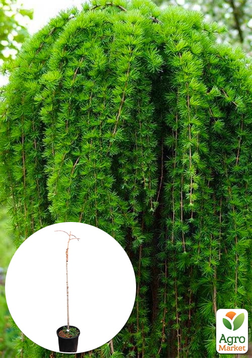 Модрина японська "Стіф Віпер" (Stiff weeper) горщик P9