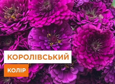 ТОП 9 садових рослин з фіолетовими квітами