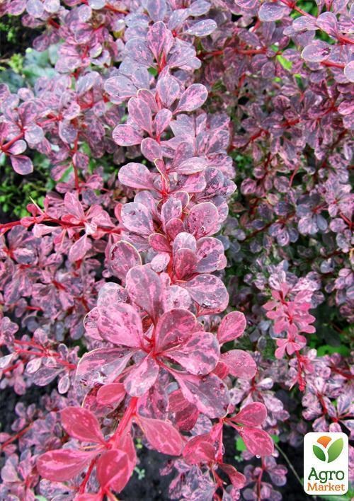 Барбарис Тунберга Pink  Qween (контейнер 1л, высота 10-15 см)