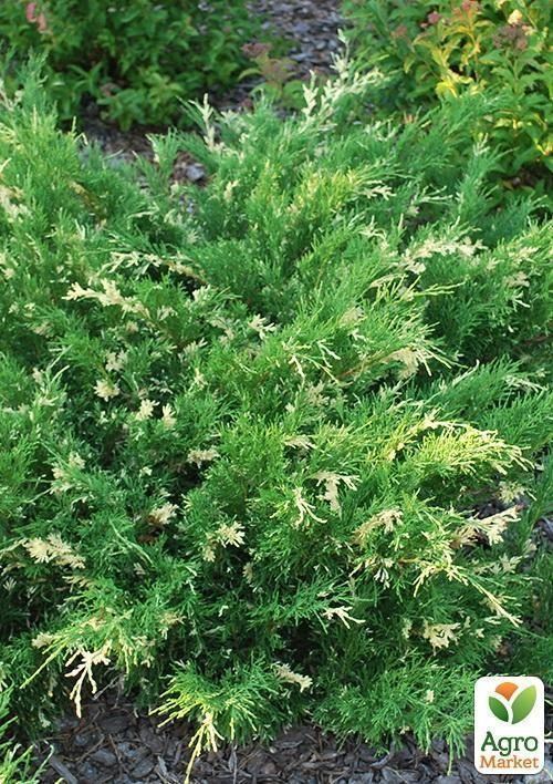 Можжевельник китайский `Stricta Variegata` контейнер P9, высота 10-20см