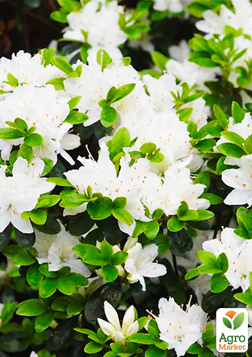 Азалия Японская "Nene"