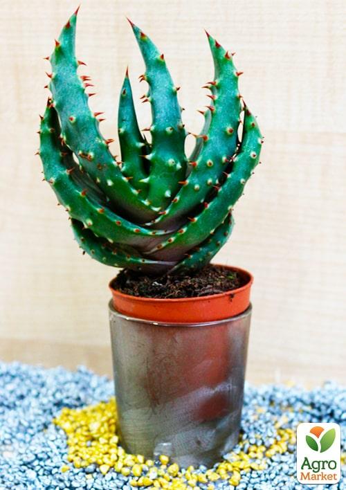 Сукулент "Алое" (Aloe mitriformis) (Нідерланди)