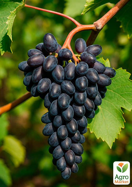 Виноград "Чарлі"