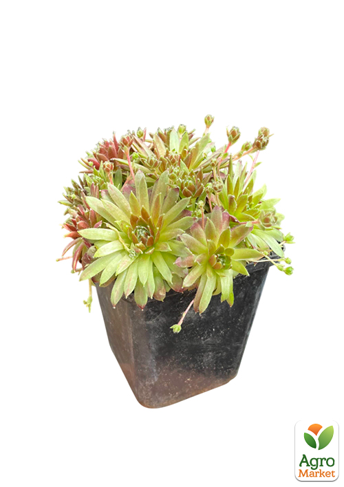 Молодило паутинистое "Corona" - фото 2