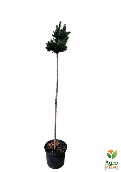 Ель ауреа на штамбе «Gold Nugget» С5, высота 70-90см - фото 2